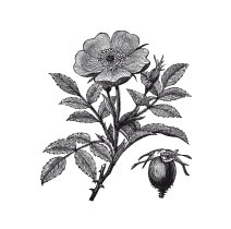 Иллюстрация к книге — Царство врачебных трав и растений. Книга практических советов. Сочинение доктора Смельского 1870 г. [autogen_ebook_id2.jpg]