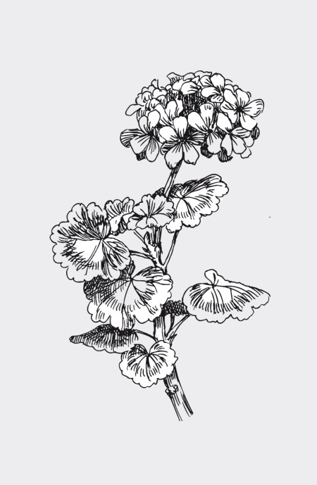 Иллюстрация к книге — Царство врачебных трав и растений. Книга практических советов. Сочинение доктора Смельского 1870 г. [autogen_ebook_id23.jpg]