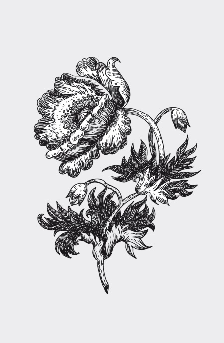 Иллюстрация к книге — Царство врачебных трав и растений. Книга практических советов. Сочинение доктора Смельского 1870 г. [autogen_ebook_id29.jpg]