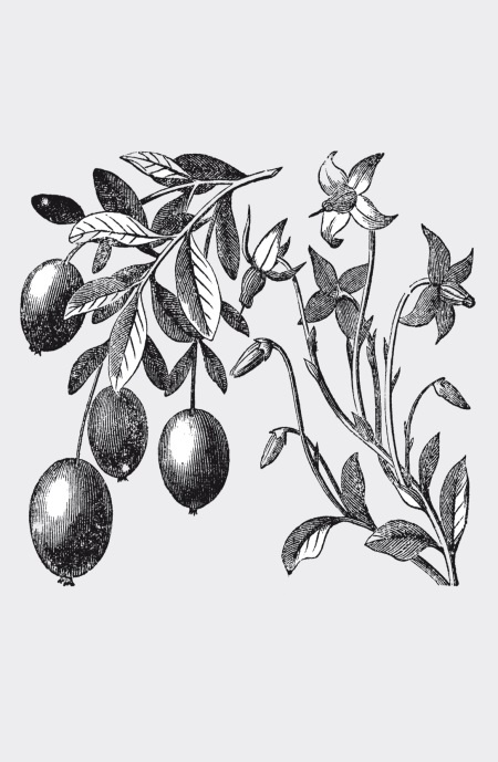 Иллюстрация к книге — Царство врачебных трав и растений. Книга практических советов. Сочинение доктора Смельского 1870 г. [autogen_ebook_id3.jpg]