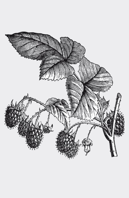 Иллюстрация к книге — Царство врачебных трав и растений. Книга практических советов. Сочинение доктора Смельского 1870 г. [autogen_ebook_id39.jpg]