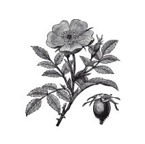 Иллюстрация к книге — Царство врачебных трав и растений. Книга практических советов. Сочинение доктора Смельского 1870 г. [autogen_ebook_id41.jpg]