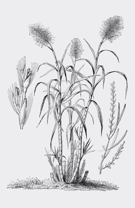 Иллюстрация к книге — Царство врачебных трав и растений. Книга практических советов. Сочинение доктора Смельского 1870 г. [autogen_ebook_id42.jpg]