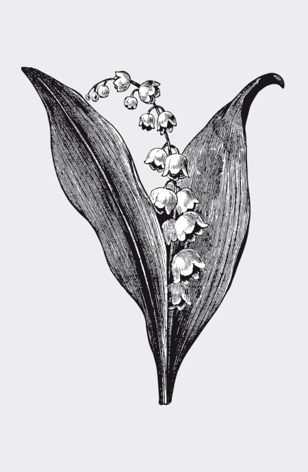 Иллюстрация к книге — Царство врачебных трав и растений. Книга практических советов. Сочинение доктора Смельского 1870 г. [autogen_ebook_id5.jpg]