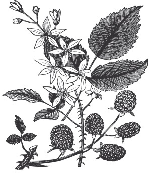 Иллюстрация к книге — Царство врачебных трав и растений. Книга практических советов. Сочинение доктора Смельского 1870 г. [autogen_ebook_id6.jpg]