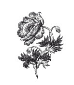 Иллюстрация к книге — Царство врачебных трав и растений. Книга практических советов. Сочинение доктора Смельского 1870 г. [autogen_ebook_id7.jpg]