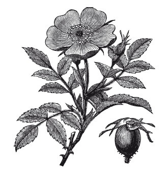 Иллюстрация к книге — Царство врачебных трав и растений. Книга практических советов. Сочинение доктора Смельского 1870 г. [autogen_ebook_id8.jpg]