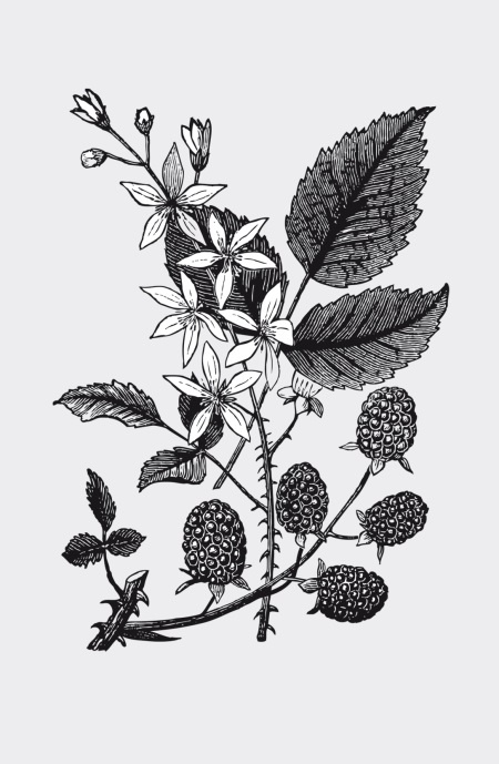 Иллюстрация к книге — Царство врачебных трав и растений. Книга практических советов. Сочинение доктора Смельского 1870 г. [autogen_ebook_id9.jpg]