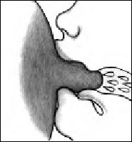 Иллюстрация к книге — Грудное вскармливание. Кормление грудью нужно и ребенку, и маме [i_022.jpg]