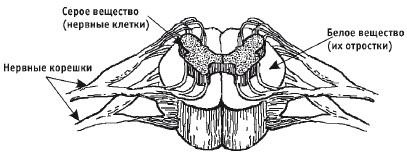 Иллюстрация к книге — Лечебная гимнастика для позвоночника [i_006.jpg]