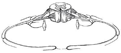 Иллюстрация к книге — Лечебная гимнастика для позвоночника [i_007.jpg]
