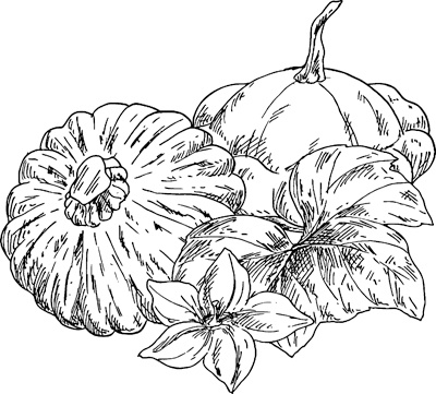 Иллюстрация к книге — Теплицы без ошибок. С чего начать и как эффективно использовать [i_002.jpg]