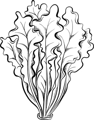 Иллюстрация к книге — Теплицы без ошибок. С чего начать и как эффективно использовать [i_020.jpg]