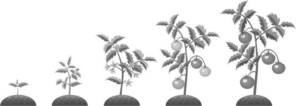 Иллюстрация к книге — Теплицы без ошибок. С чего начать и как эффективно использовать [i_056.jpg]