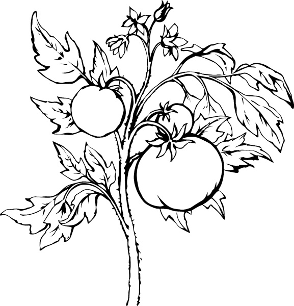 Иллюстрация к книге — Теплицы без ошибок. С чего начать и как эффективно использовать [i_059.jpg]