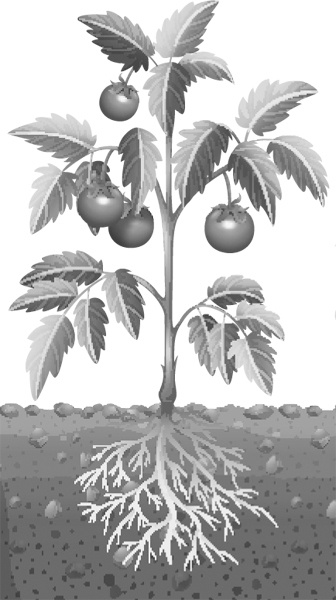 Иллюстрация к книге — Теплицы без ошибок. С чего начать и как эффективно использовать [i_062.jpg]