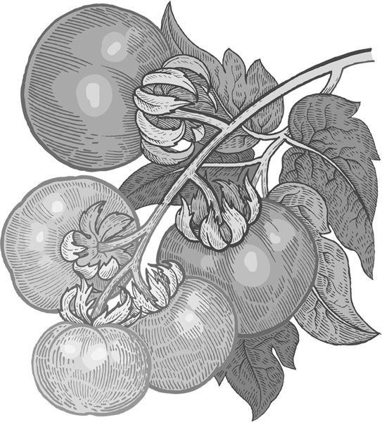 Иллюстрация к книге — Теплицы без ошибок. С чего начать и как эффективно использовать [i_067.jpg]