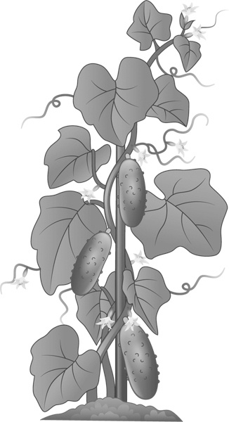 Иллюстрация к книге — Теплицы без ошибок. С чего начать и как эффективно использовать [i_071.jpg]