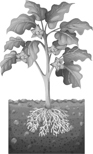 Иллюстрация к книге — Теплицы без ошибок. С чего начать и как эффективно использовать [i_078.jpg]