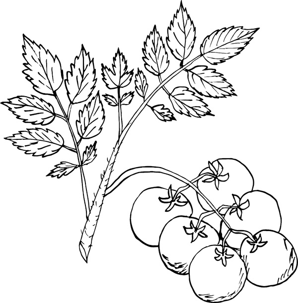 Иллюстрация к книге — Теплицы без ошибок. С чего начать и как эффективно использовать [i_081.jpg]