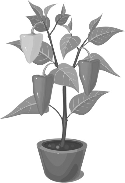 Иллюстрация к книге — Теплицы без ошибок. С чего начать и как эффективно использовать [i_087.jpg]