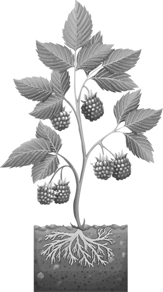 Иллюстрация к книге — Теплицы без ошибок. С чего начать и как эффективно использовать [i_089.jpg]