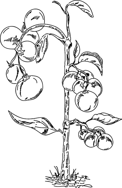 Иллюстрация к книге — Теплицы без ошибок. С чего начать и как эффективно использовать [i_091.jpg]