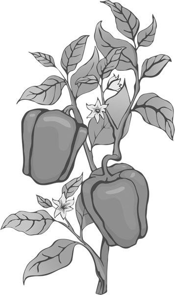 Иллюстрация к книге — Теплицы без ошибок. С чего начать и как эффективно использовать [i_093.jpg]