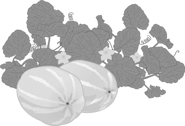 Иллюстрация к книге — Теплицы без ошибок. С чего начать и как эффективно использовать [i_094.jpg]