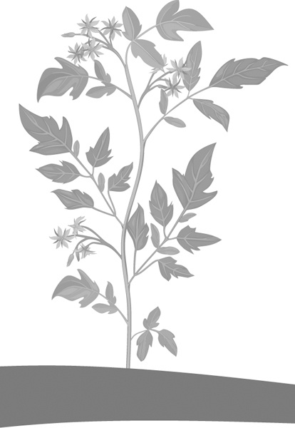 Иллюстрация к книге — Теплицы без ошибок. С чего начать и как эффективно использовать [i_099.jpg]