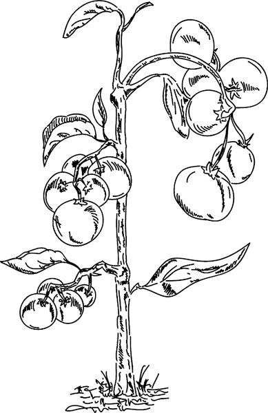 Иллюстрация к книге — Теплицы без ошибок. С чего начать и как эффективно использовать [i_103.jpg]