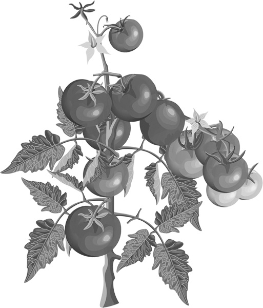 Иллюстрация к книге — Теплицы без ошибок. С чего начать и как эффективно использовать [i_106.jpg]