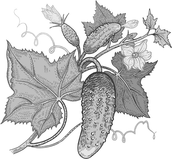 Иллюстрация к книге — Теплицы без ошибок. С чего начать и как эффективно использовать [i_109.jpg]