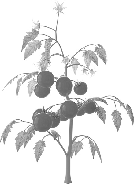 Иллюстрация к книге — Теплицы без ошибок. С чего начать и как эффективно использовать [i_111.jpg]