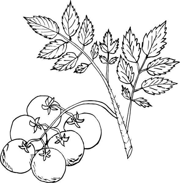 Иллюстрация к книге — Теплицы без ошибок. С чего начать и как эффективно использовать [i_112.jpg]