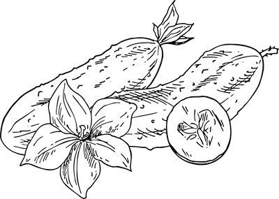 Иллюстрация к книге — Теплицы без ошибок. С чего начать и как эффективно использовать [i_113.jpg]