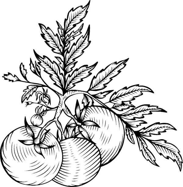 Иллюстрация к книге — Теплицы без ошибок. С чего начать и как эффективно использовать [i_116.jpg]