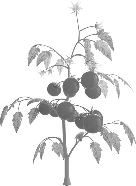 Иллюстрация к книге — Теплицы без ошибок. С чего начать и как эффективно использовать [i_121.jpg]