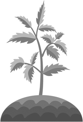 Иллюстрация к книге — Теплицы без ошибок. С чего начать и как эффективно использовать [i_123.jpg]