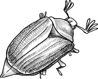 Иллюстрация к книге — Теплицы без ошибок. С чего начать и как эффективно использовать [i_125.jpg]