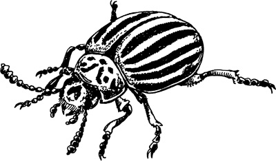 Иллюстрация к книге — Теплицы без ошибок. С чего начать и как эффективно использовать [i_126.jpg]