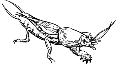 Иллюстрация к книге — Теплицы без ошибок. С чего начать и как эффективно использовать [i_127.jpg]