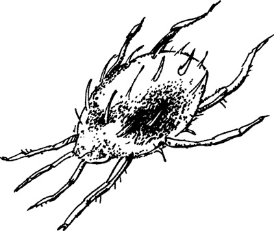 Иллюстрация к книге — Теплицы без ошибок. С чего начать и как эффективно использовать [i_129.jpg]