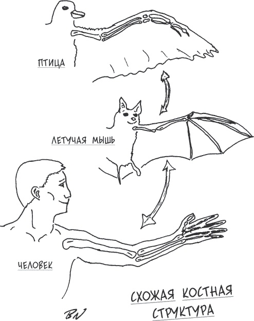 Иллюстрация к книге — Неотрицаемое. Наш мир и теория эволюции [i_004.jpg]