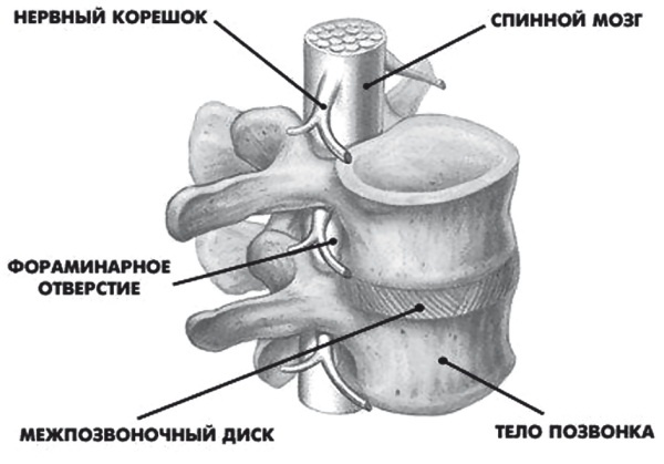 Иллюстрация к книге — Лучшие методы лечения остеохондроза [autogen_ebook_id2.jpg]