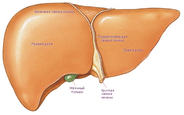 Иллюстрация к книге — 100 правил отличного здоровья [_5.jpg]