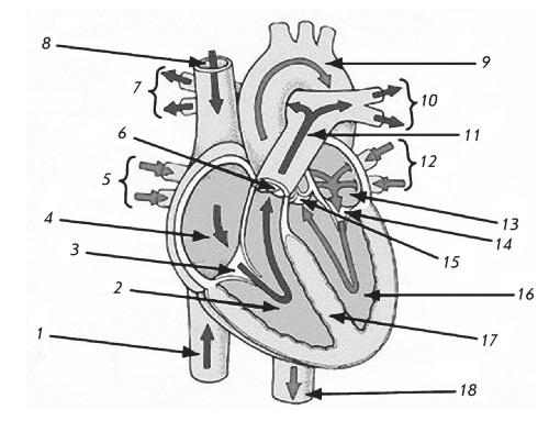 Иллюстрация к книге — Стенокардия [i_001.jpg]
