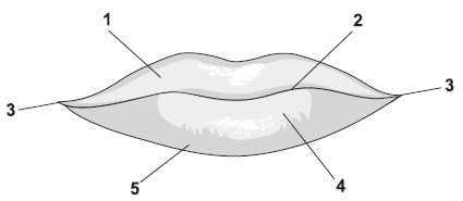 Иллюстрация к книге — Точки болезни и здоровья на вашем лице [autogen_ebook_id0.jpg]