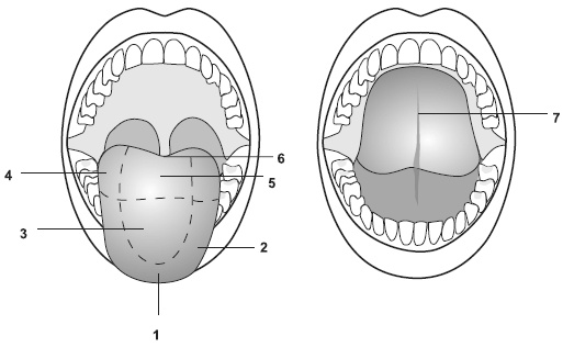 Иллюстрация к книге — Точки болезни и здоровья на вашем лице [autogen_ebook_id1.jpg]