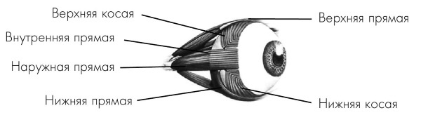 Иллюстрация к книге — Как учиться и не испортить зрение [i_039.jpg]